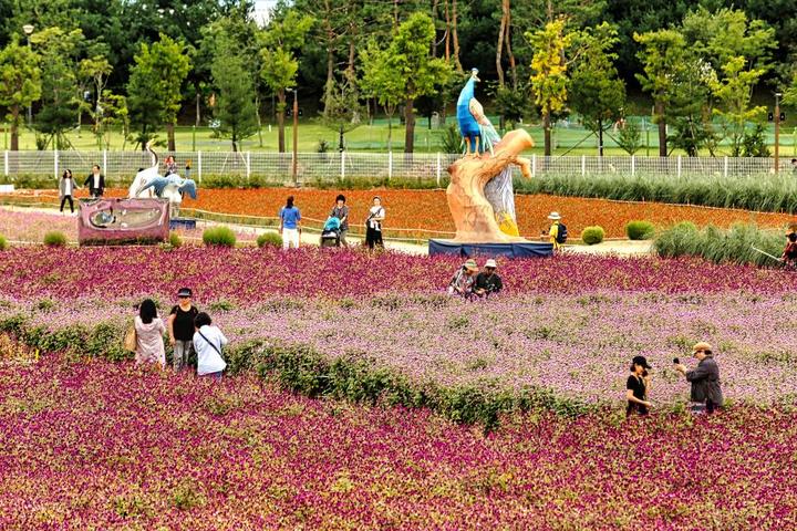 양주 천만송이 천일홍 축제. *재판매 및 DB 금지
