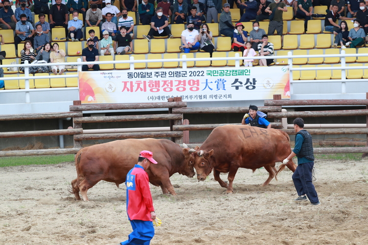 의령군, 추석맞이 소 힘겨루기 대회 성황리에 마쳐