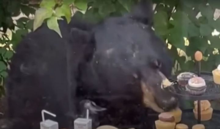 [서울=뉴시스] 2세 아이 생일 파티에 뛰어들어 곰이 컵케이크를 먹고 있는 모습. 사진은 유튜브 캡처. 2022. 09. 13. *재판매 및 DB 금지
