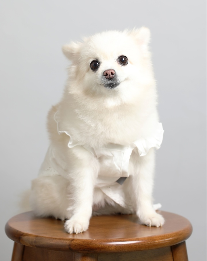 [서울=뉴시스]반려견.(사진=서울시 제공) *재판매 및 DB 금지