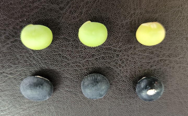 [안동=뉴시스] 왼쪽부터 새바람, 경흑청, 청자3호. (사진=경북도 제공) 2022.09.14 *재판매 및 DB 금지