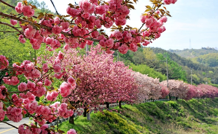 [산청=뉴시스]산청군 오부면 청우회 벚꽃길. *재판매 및 DB 금지