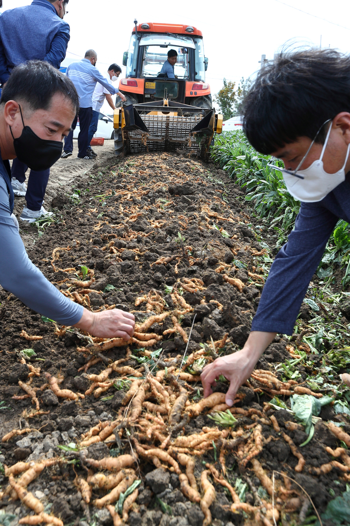 [서울=뉴시스] 조성우 기자 = 농촌진흥청 국립원예특작과학원이 14일 전북 정읍시 태인면 약용작물 농가에서 지황 새 품종 '한방애'를 소개하는 현장평가회를 열었다. 사진은 '한방애' 품종 수확 모습. (사진=농촌진흥청 제공) 2022.09.14. photo@newsis.com *재판매 및 DB 금지