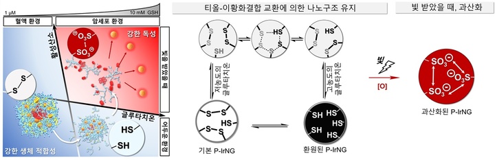 [울산=뉴시스] 구미현 기자 = UNIST(울산과학기술원)는 화학과 권태혁 교수팀이 정상세포 환경에선 안정하게 항암제를 보관하고, 빛이 쬐어진 암세포 환경에서만 항암제를 방출하는 ‘나노젤 광감각제 시스템’을 개발했다고 15일 밝혔다. 나노젤(P-IrNG) 광감각제 시스템의 모식도. 2022.09.15. (사진=UNIST 제공) *재판매 및 DB 금지