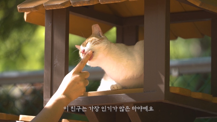 [울산=뉴시스] 울산시교육청이 제작한 길고양이들의 이야기 '공존, 길고양이와 함께 살아요' 영상 *재판매 및 DB 금지