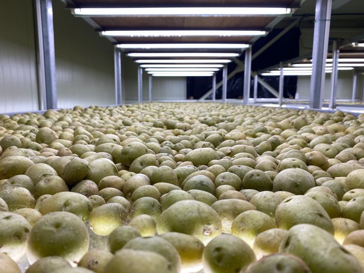 [제주=뉴시스] 제주도농업기술원에서 생산한 수경재배씨감자.(사진=제주특별자치도 제공) 2022.09.16. oyj4343@newsis.com *재판매 및 DB 금지