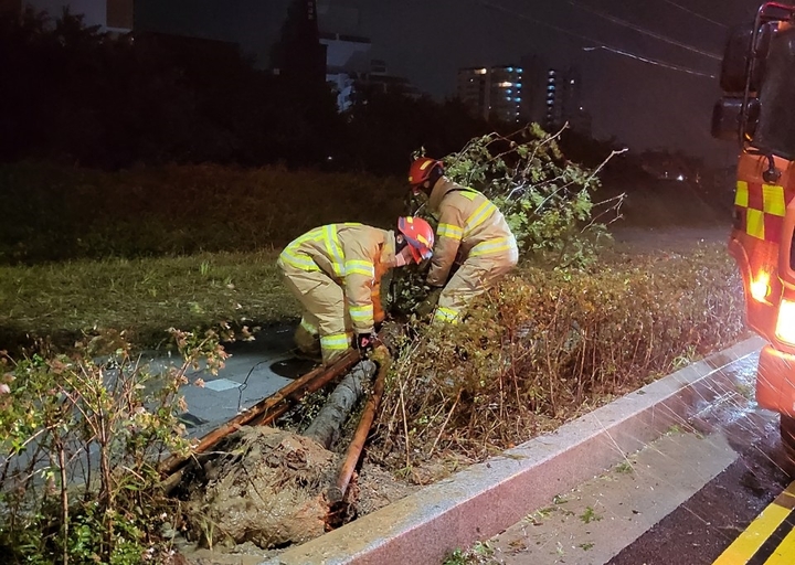 [울산=뉴시스] 박수지 기자 =19일 오전 울산시 북구 중산동 한 도로 위에 가로수가 쓰러져 소방당국이 안전조치 중이다. 2022.09.19. (사진=울산소방본부 제공)photo@newsis.com *재판매 및 DB 금지