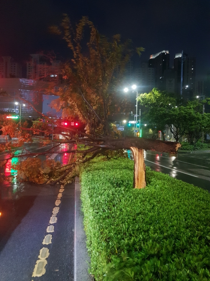 [부산=뉴시스] 제14회 태풍 '난마돌' 영향권에 들어간 19일 오전 부산 해운대구의 한 도로변에서 강풍으로 가로수가 쓰러졌다. (사진=부산소방재난본부 제공) 2022.09.19. photo@newsis.com *재판매 및 DB 금지