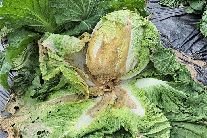 [충주=뉴시스] 이병찬 기자 = 사진은 무름병 결린 배추. (사진=충주시 제공) 2022.09.19. photo@newsis.com *재판매 및 DB 금지