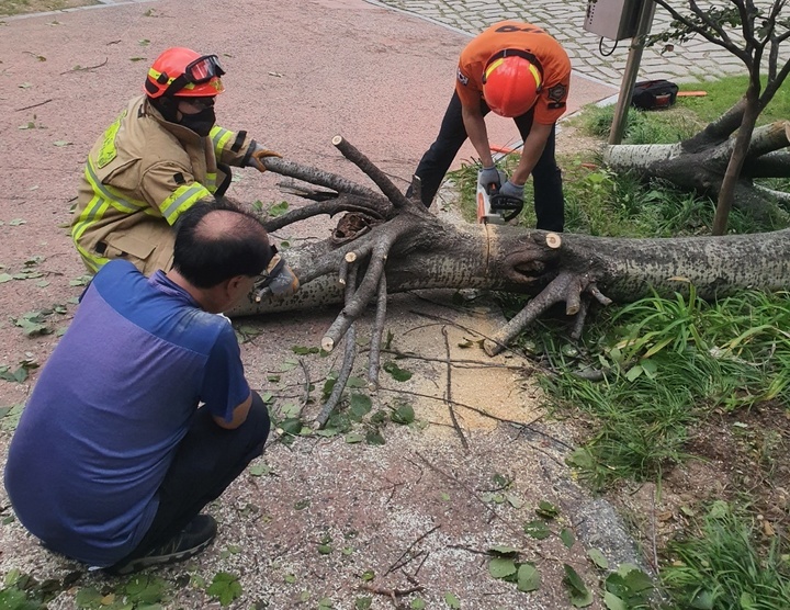 [대구=뉴시스] 고여정 기자 = 19일 오전 대구시 달성군 송현동의 한 캠핑장 입구에 태풍 난마돌의 영향으로 나무가 쓰러져 소방대원들이 수습하고 있다. 2022.09.19 (사진 = 대구소방안전본부) photo@newsis.com  *재판매 및 DB 금지