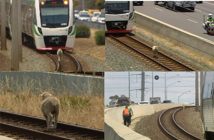 [서울=뉴시스] 영국의 M1 고속도로에 떠돌이 양이 출몰해 극심한 교통정체를 유발했다. (사진출처: ABC 뉴스 영상캡처) *재판매 및 DB 금지