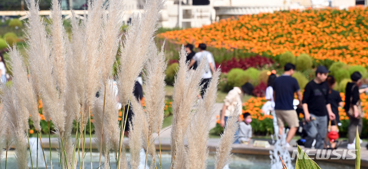 [용인=뉴시스] 김종택기자 = 19일 오후 경기도 용인 에버랜드 할로윈 테마가든에서 시민들이 활짝 핀 팜파스그래스를 감상하며 가을 정취를 만끽하고 있다. 2022.09.19. jtk@newsis.com