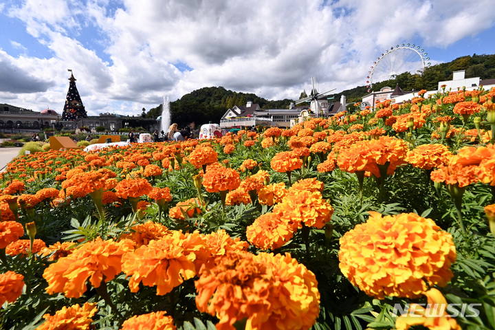 [용인=뉴시스] 김종택기자 = 19일 오후 경기도 용인 에버랜드 할로윈 테마가든에서 시민들이 활짝 핀 메리골드를 감상하며 가을 정취를 만끽하고 있다. 2022.09.19. jtk@newsis.com