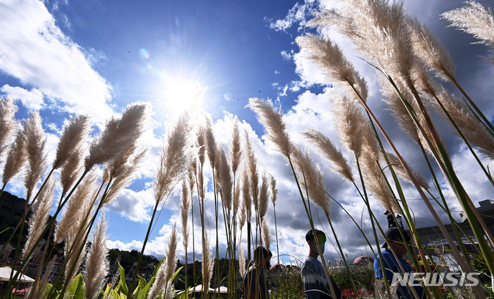 [용인=뉴시스] 김종택기자 = 19일 오후 경기도 용인 에버랜드 할로윈 테마가든에서 시민들이 활짝 핀 팜파스그래스를 감상하며 가을 정취를 만끽하고 있다. 2022.09.19. jtk@newsis.com