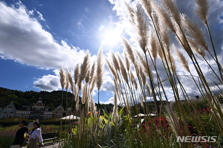 [용인=뉴시스] 김종택기자 = 19일 오후 경기도 용인 에버랜드 할로윈 테마가든에서 시민들이 활짝 핀 팜파스그래스를 감상하며 가을 정취를 만끽하고 있다. 2022.09.19. jtk@newsis.com