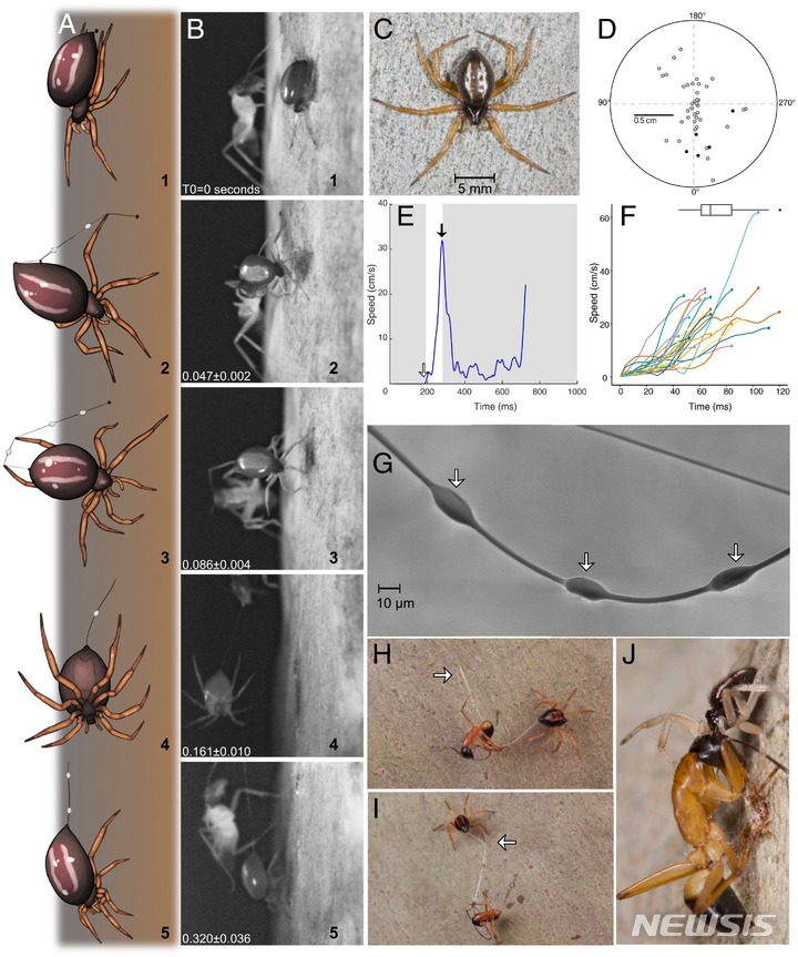 [서울=뉴시스]자기보다 큰 개미를 재빠르고 정확한 방법으로 거미줄로 묶어 사냥하는 호주 거미. (출처=호주과학아케데미회보) 2022.9.20.