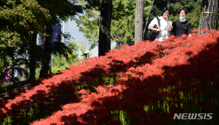 [전주=뉴시스] 김얼 기자 = 완연한 가을 날씨를 보인 20일 전북 전주시 전북대학교 교정에 석산(石蒜)이 만개해 있다. 석산은 일명 꽃무릇이라고 불리며 비슷한 상사화와 다르게 붉은색을 띤 꽃이다. 2022.09.20. pmkeul@newsis.com