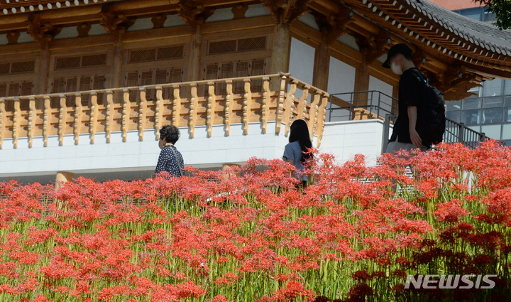 [전주=뉴시스] 김얼 기자 = 완연한 가을 날씨를 보인 20일 전북 전주시 전북대학교 교정에 석산(石蒜)이 만개해 있다. 석산은 일명 꽃무릇이라고 불리며 비슷한 상사화와 다르게 붉은색을 띤 꽃이다. 2022.09.20. pmkeul@newsis.com