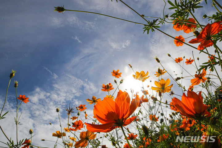[서울=뉴시스] 권창회 기자 = 20일 오후 서울 송파구 올림픽공원 들꽃마루에 황화코스모스가 활짝 피어있다. 2022.09.20. kch0523@newsis.com