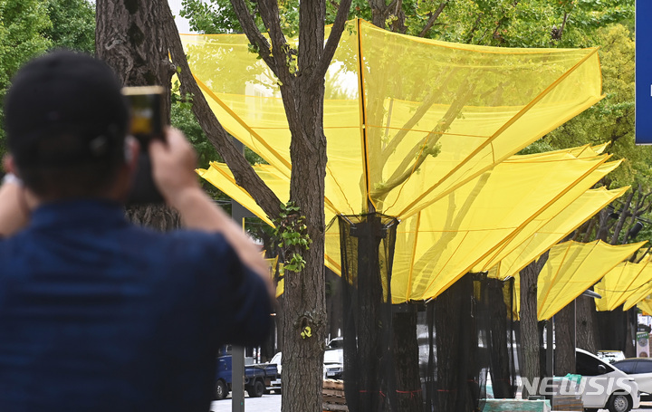 [수원=뉴시스] 김종택기자 = 20일 오후 경기도 수원시 팔달구 효원로 가로수에 은행열매 수집망이 설치돼 있다. 수원시는 가을철 땅에 떨어져 악취 발생 및 미관을 해치는 은행열매 관련 피해를 막기 위해 시내 곳곳에 은행나무 그물망을 설치했다. 2022.09.20. jtk@newsis.com