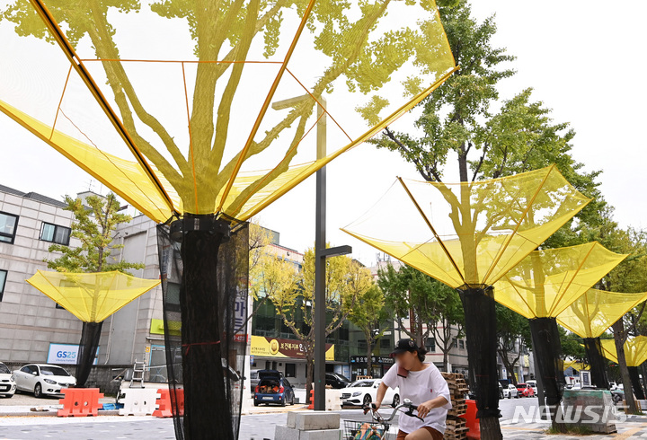 [수원=뉴시스] 김종택기자 = 20일 오후 경기도 수원시 팔달구 효원로 가로수에 은행열매 수집망이 설치돼 있다. 수원시는 가을철 땅에 떨어져 악취 발생 및 미관을 해치는 은행열매 관련 피해를 막기 위해 시내 곳곳에 은행나무 그물망을 설치했다. 2022.09.20. jtk@newsis.com