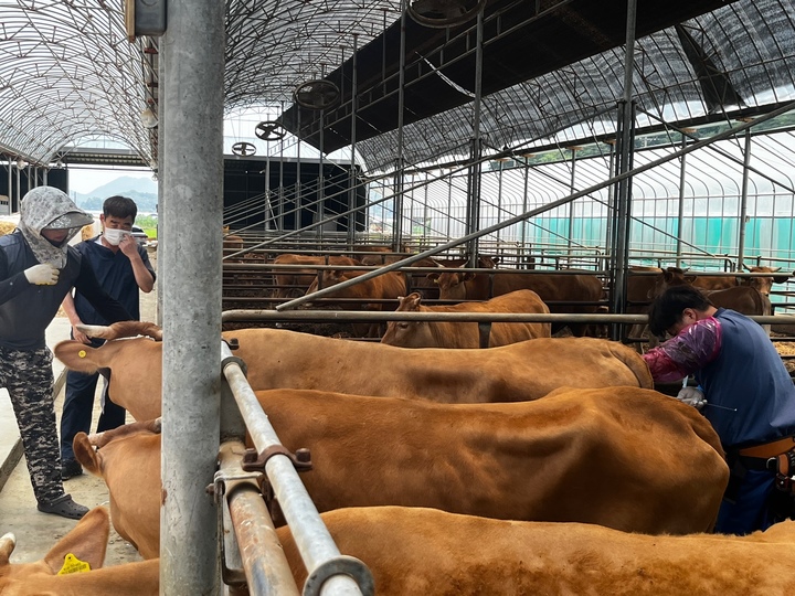 수정란 이식 모습 *재판매 및 DB 금지