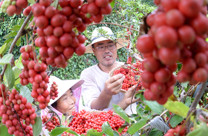 [거창=뉴시스]거창 오미자 수확 한창. *재판매 및 DB 금지