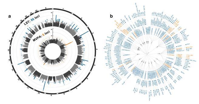 능동적 신체활동 및 수동적 신체활동에 대한 전장유전체 상관분석연구(Genome-wide association study)의 주요 결과 및 유전자에 대한 후속 연구 결과.  (사진=서울대 제공).  *재판매 및 DB 금지