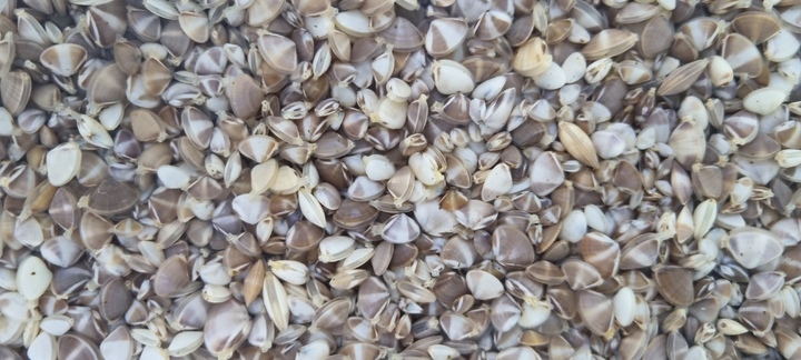 [안동=뉴시스] 개량조개 치패. (사진=경북도 제공) 2022.09.26 *재판매 및 DB 금지