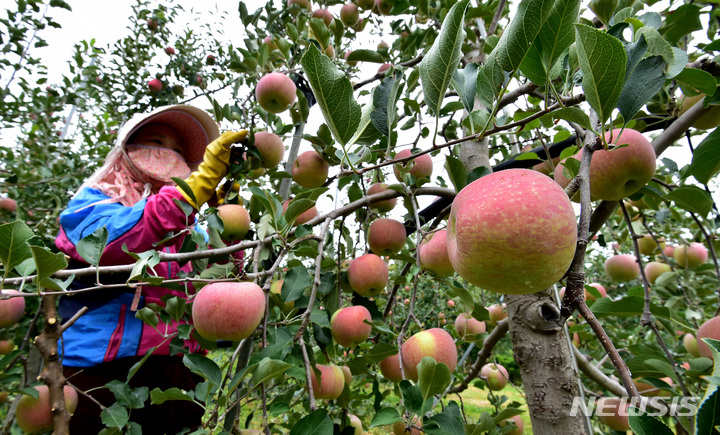 [의성=뉴시스] 이무열 기자 = 완연한 가을 날씨를 보인 26일 경북 의성군 한 과수원에서 가을사과(부사) 수확을 앞두고 잎 따기 작업이 한창이다. 잎 따기를 해주면 사과가 햇볕을 많이 받아 당도가 높아지고 색깔도 붉게 물들어 상품성이 좋아진다. 2022.09.26. lmy@newsis.com