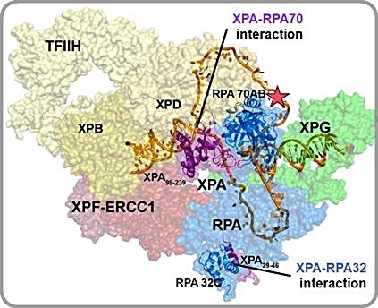 [대전=뉴시스] NER 복합체 구조. XPA와 RPA32의 상호작용 부위는 복합체 주변에 위치하고 XPA는 RPA70과의 상호작용 부위는 NER 복합체 중심에 있다. XPA와 RPA32 사이의 상호작용은 DNA 손상 초기 손상부위에 복구 단백질이 조립되는 것을 용이하게 하고 XPA와 RPA70 사이의 상호작용은 U자형으로 DNA를 수축시킨다. *재판매 및 DB 금지