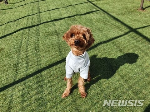 애견호텔에 맡겨졌다가 사고로 숨진 반려견 콩자. (사진= 견주 제공)