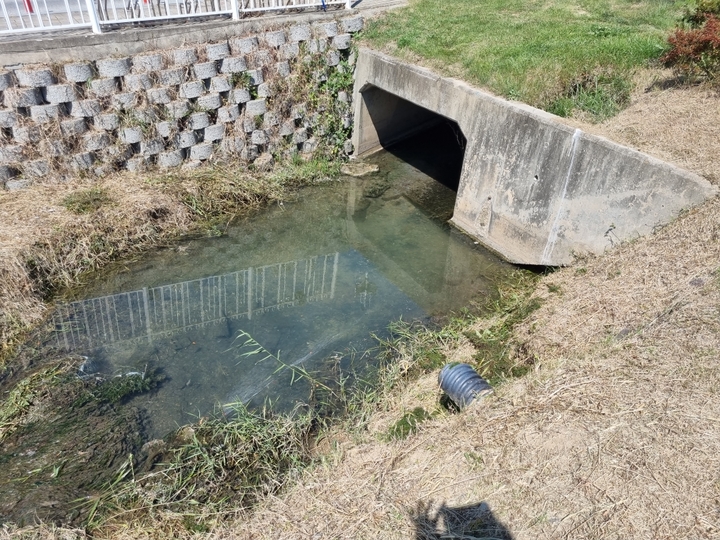 27일 광산구에 따르면, 이날 오전 10시 30분께 광산구 선암동 장록습지로 연결되는 황룡강 친수공원 내 한 배수로에서 물고기 60여 마리가 죽은 채 발견됐다. (사진 = 광주 광산구 제공) 2022.09.27. photo@newsis.com *재판매 및 DB 금지