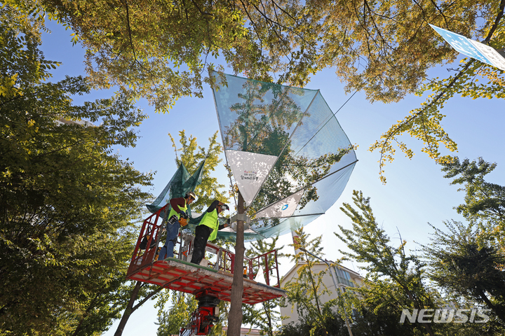 [서울=뉴시스] 김금보 기자 = 작업자들이 지난 9월27일 오후 서울 도봉구 노해로70길 일대에서 은행나무 열매 수거 장치를 설치하고 있다. 2022.09.27. kgb@newsis.com
