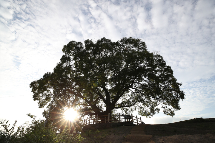 [서울=뉴시스] 창원 북부리 팽나무 전경 (사진=문화재청 제공) 2022.09.29. photo@newsis.com *재판매 및 DB 금지