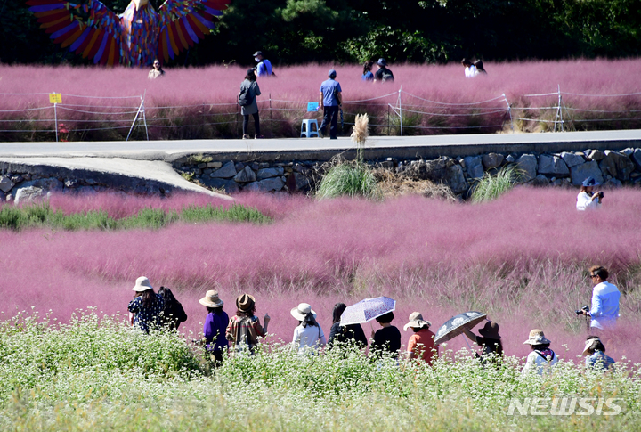 [하동=뉴시스] 차용현 기자 = 29일 오후 경남 하동군 북천면 코스모스·메밀꽃 축제장을 찾은 관광객들이 메밀꽃 탐방로를 걷고 있다.. 2022.09.29. con@newsis.com