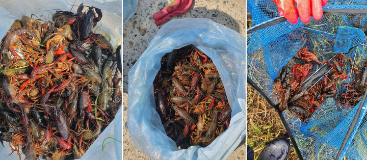 [광주=뉴시스] 김혜인 기자 = 영산강환경청이 전남 나주·함평에서 잡은 생태계교란 생물 미국가재. 2022.10.02. (사진=영산강환경청 제공) photo@newsis.com