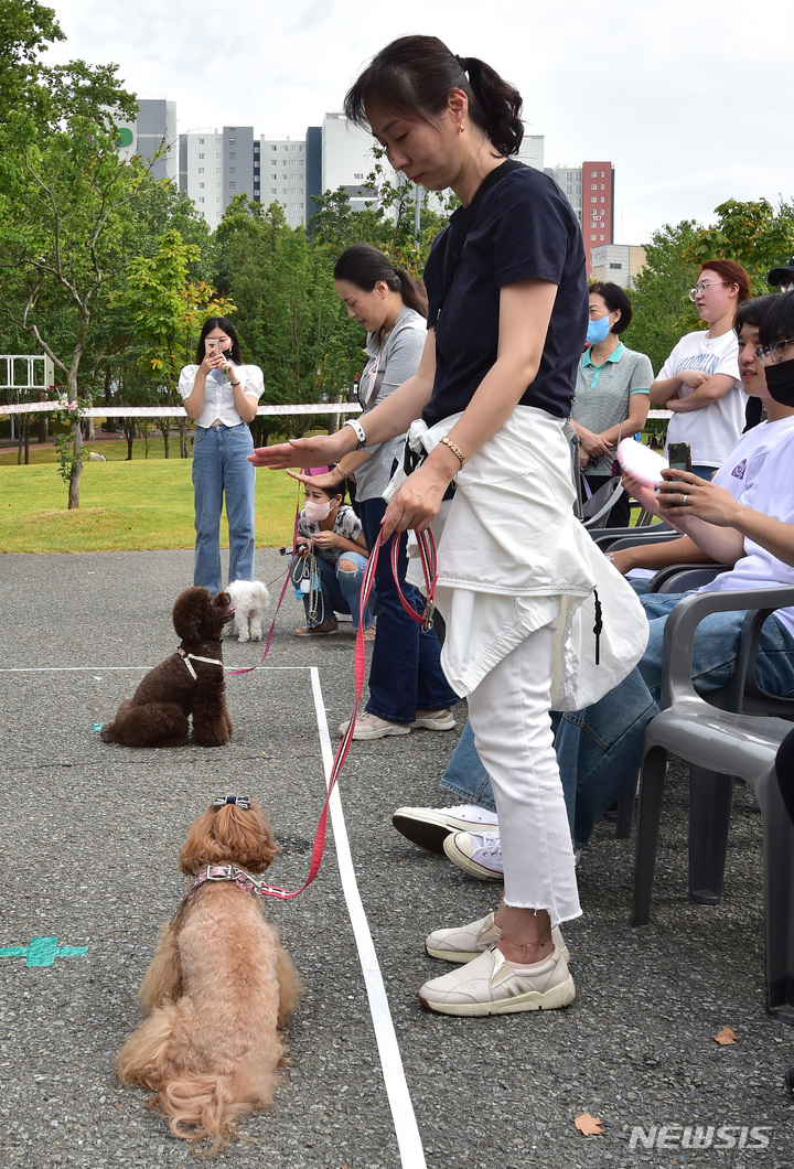 [대구=뉴시스] 이무열 기자 = '2022 반려동물한마당'이 열린 3일 오후 대구 북구 경북대학교 학생주차장에서 반려견과 보호자가 '기다려 대회'에 참여하고 있다. 2022.10.03. lmy@newsis.com