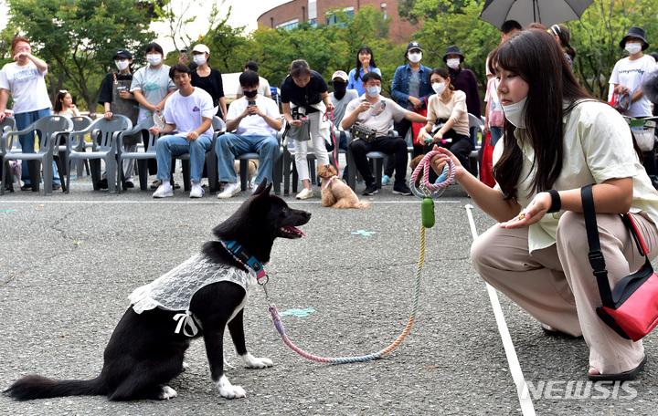 [대구=뉴시스] 이무열 기자 = '2022 반려동물한마당'이 열린 3일 오후 대구 북구 경북대학교 학생주차장에서 반려견과 보호자가 '기다려 대회'에 참여하고 있다. 2022.10.03. lmy@newsis.com
