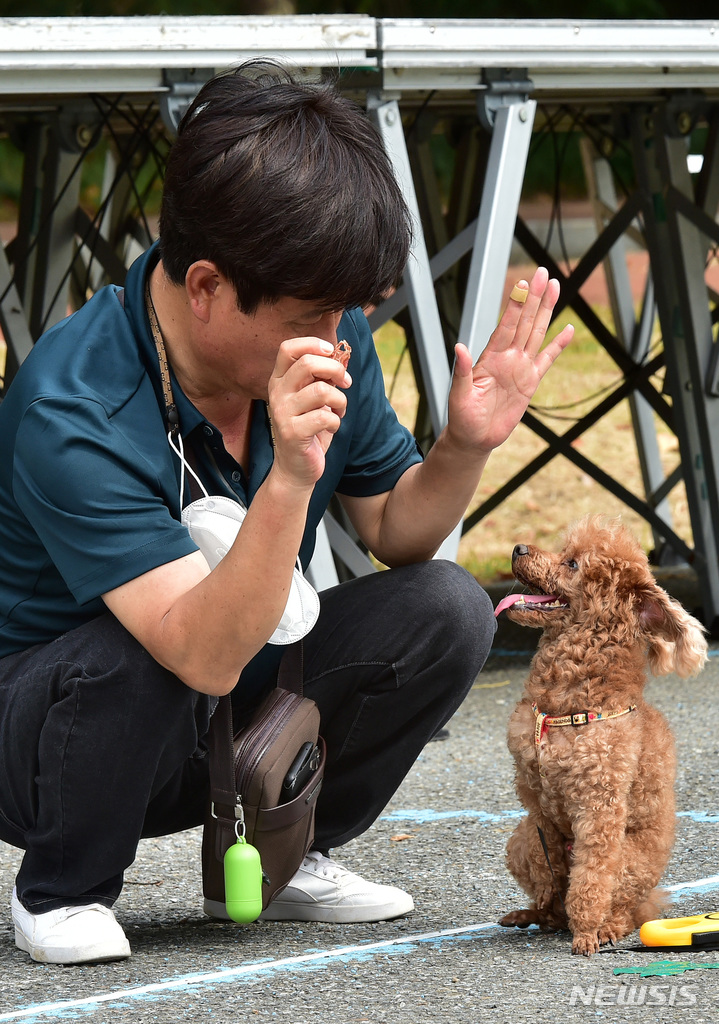[대구=뉴시스] 이무열 기자 = '2022 반려동물한마당'이 열린 3일 오후 대구 북구 경북대학교 학생주차장에서 한 반려견과 보호자가 '기다려 대회'에 참여하고 있다. 2022.10.03. lmy@newsis.com