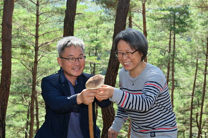 제26회 봉화송이축제 참가자들이 송이채취 체험을 하고 있다. (사진=봉화군 제공) *재판매 및 DB 금지