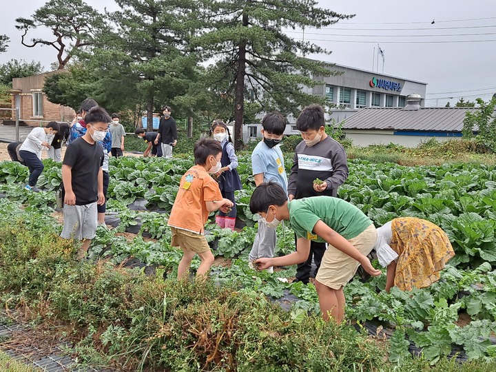 [전주=뉴시스] 전북 임실 지사초등학교에서 농촌 유학에 나선 9명의 서울 유학생들이 4일 배추밭에서 잡추를 뽑고 있다. 2022.10.04 (사진= 전라북도교육청 제공) *재판매 및 DB 금지