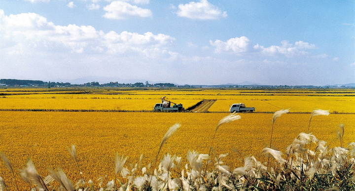 벼가 익어가는 정읍지역 황금들녘. *재판매 및 DB 금지