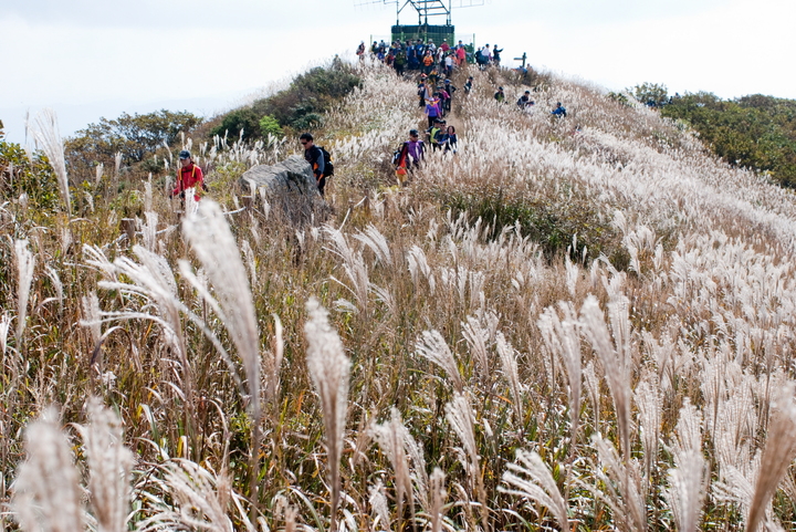 [보령=뉴시스] 억새가 흐트러진 보령시 오서산 (사진=뉴시스 DB). photo@newsis.com  *재판매 및 DB 금지
