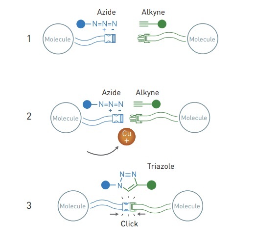 클릭화학의 가장 대표적인 화학반응인 '아지드-알킨 첨가 환화' 반응. (사진=노벨상위원회 홈페이지) *재판매 및 DB 금지