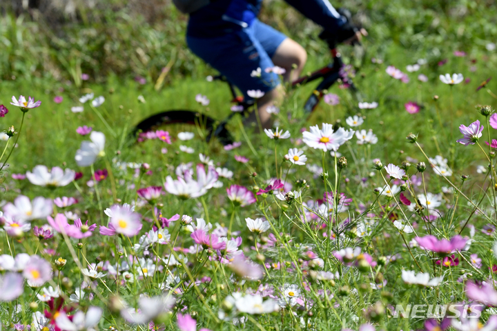 [광주=뉴시스] 자전거를 탄 시민이 코스모스가 활짝 핀 자전거길을 따라 지나가고 있다. hyein0342@newsis.com