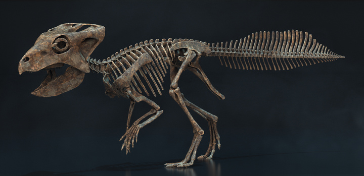 [서울=뉴시스] 화성 뿔공룡(코리아케라톱스 화성엔시스) 골격 화석 복원도 (사진=화성시 제공) 2022.10.07. photo@newsis.com *재판매 및 DB 금지