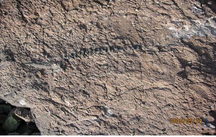 [서울=뉴시스] 화성 뿔공룡(코리아케라톱스 화성엔시스) 골격 화석 최초 발견 당시 모습 (사진=문화재청 제공) 2022.10.07. photo@newsis.com *재판매 및 DB 금지