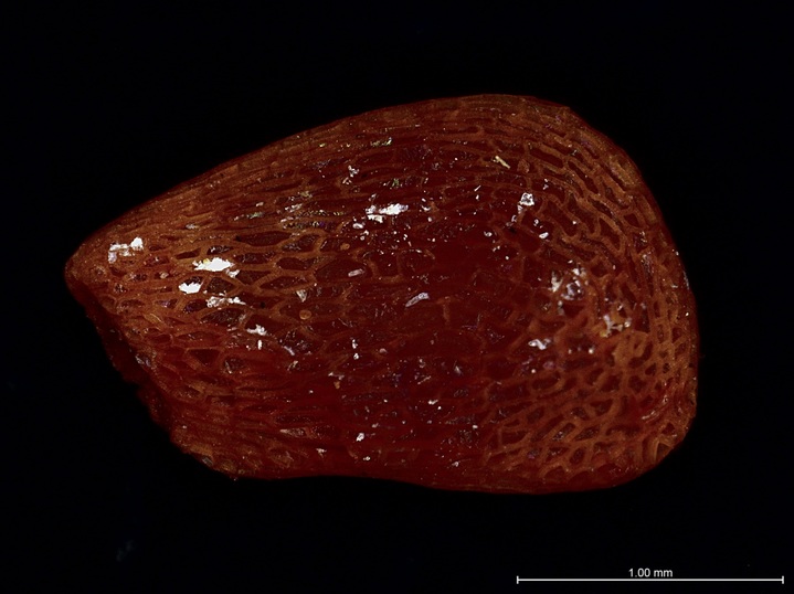 정금나무 종자의 외부형태 (사진=한국수목원정원관리원 제공) *재판매 및 DB 금지