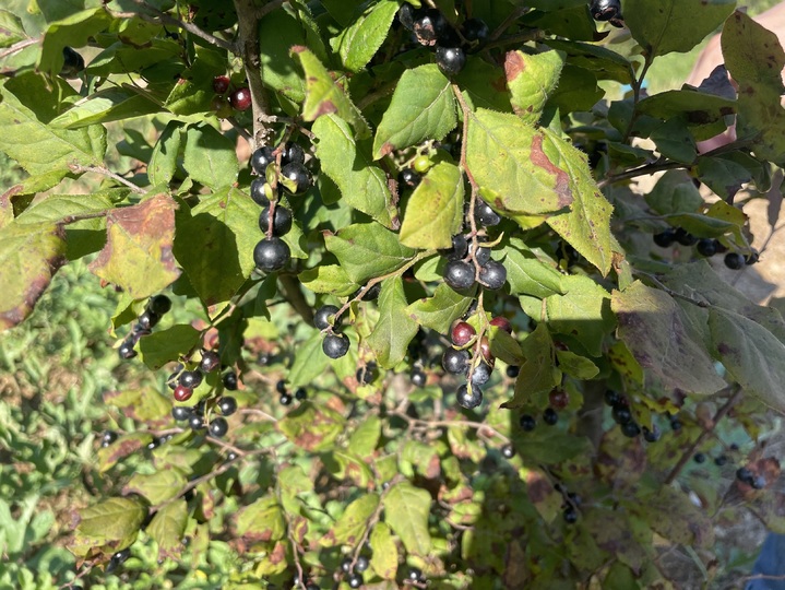 토종 블루베리 '정금나무' (사진=한국수목원정원관리원 제공) *재판매 및 DB 금지